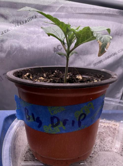 Big Drip. Week 2 - Day 9