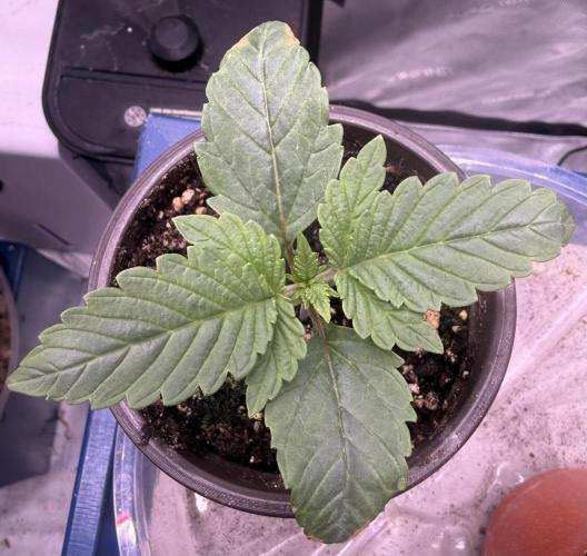 Big Drip. Week 2 - Day 9