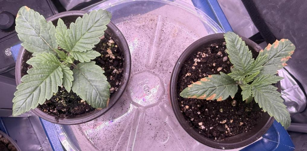 Dirty Unicorn. Week 2 - Day 9