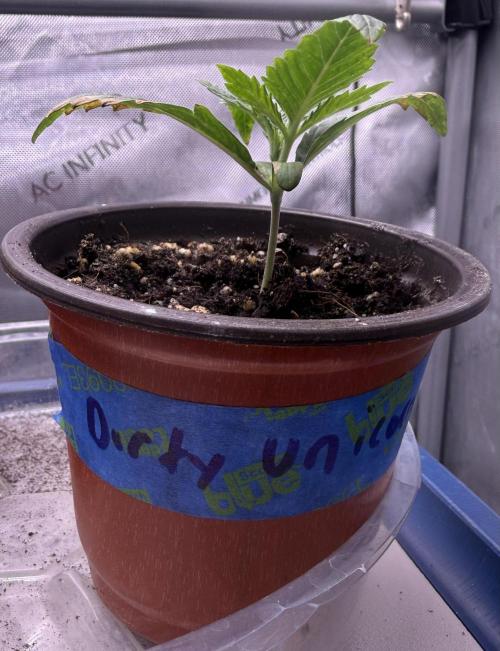 Dirty Unicorn. Week 2 - Day 9