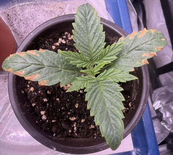 Dirty Unicorn. Week 2 - Day 9