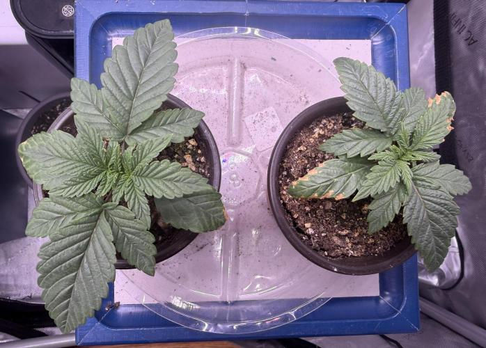 Big Drip. Week 2 - Day 11