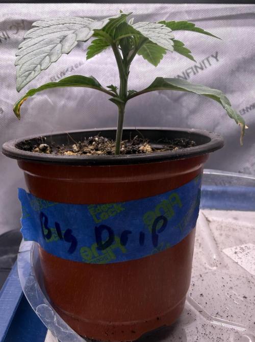 Big Drip. Week 2 - Day 11