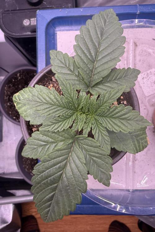 Big Drip. Week 2 - Day 11