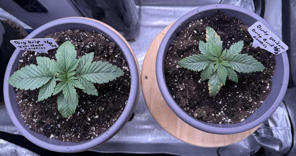 Big Drip. Week 2 - Day 11
