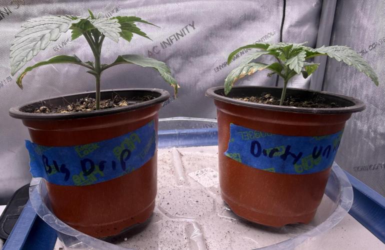 Dirty Unicorn. Week 2 - Day 11