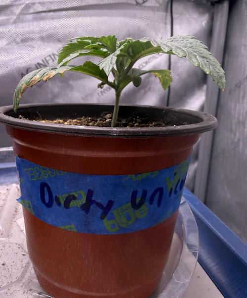 Dirty Unicorn. Week 2 - Day 11