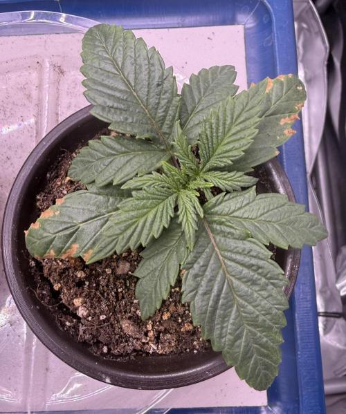 Dirty Unicorn. Week 2 - Day 11