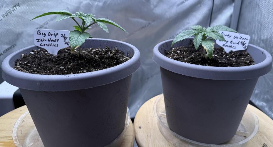 Dirty Unicorn. Week 2 - Day 11