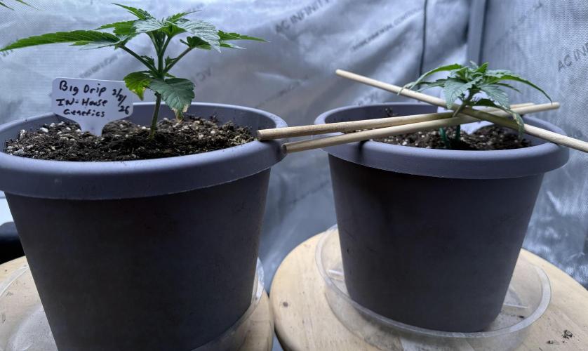 Big Drip. Week 2 - Day 13