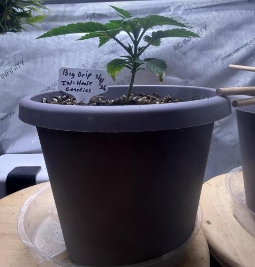 Big Drip. Week 2 - Day 13