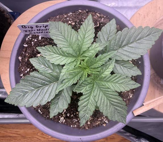 Big Drip. Week 2 - Day 13