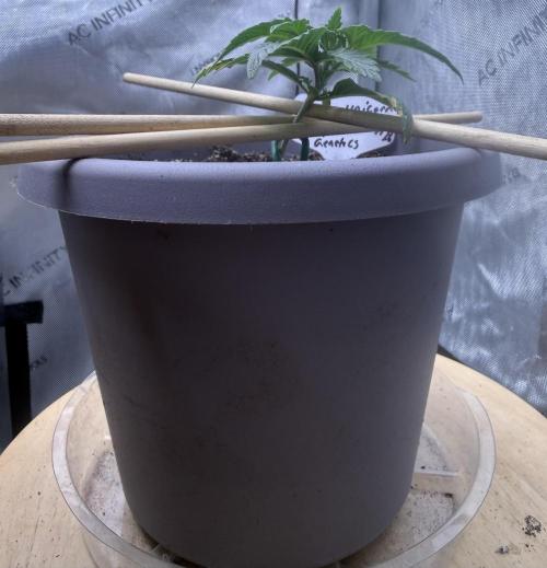 Dirty Unicorn. Week 2 - Day 13