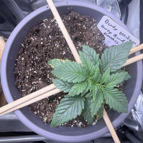 Dirty Unicorn. Week 2 - Day 13