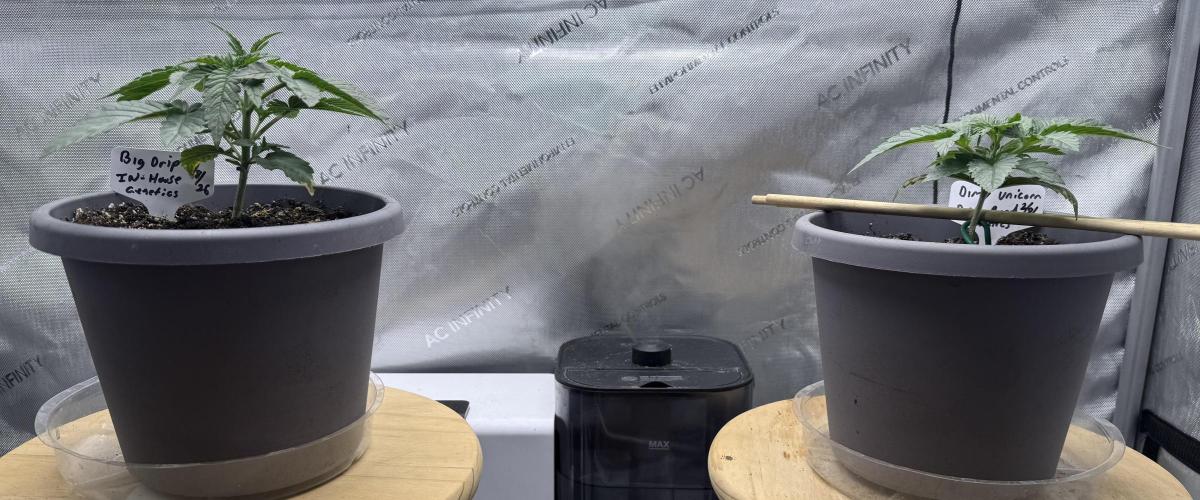 Big Drip. Week 3 - Day 15