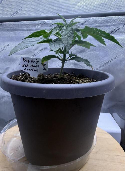Big Drip. Week 3 - Day 15