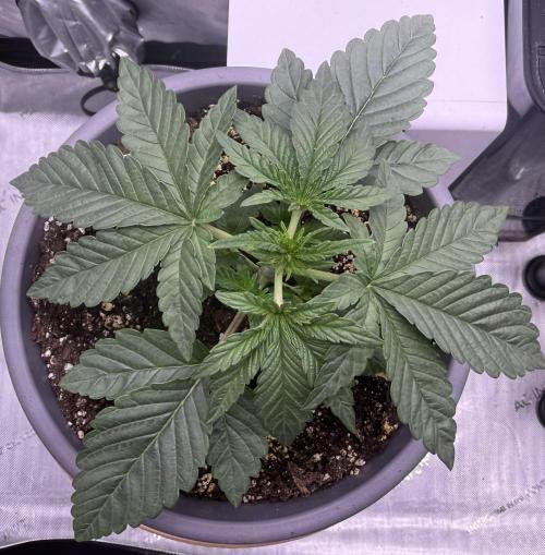 Big Drip. Week 3 - Day 15