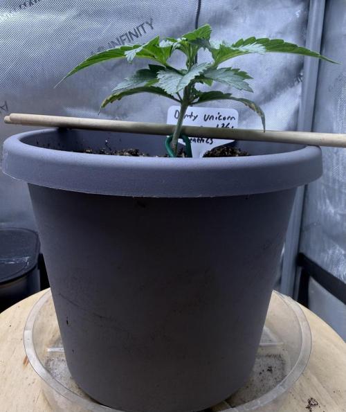 Dirty Unicorn. Week 3 - Day 15