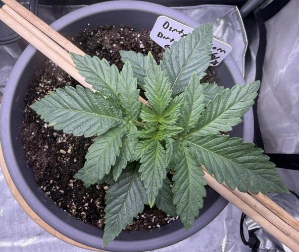 Dirty Unicorn. Week 3 - Day 15