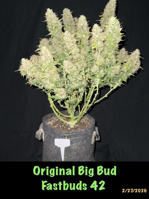 Original Big Bud. Week 14 - Day 100