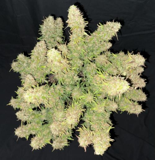 Original Big Bud. Week 15 - Day 100