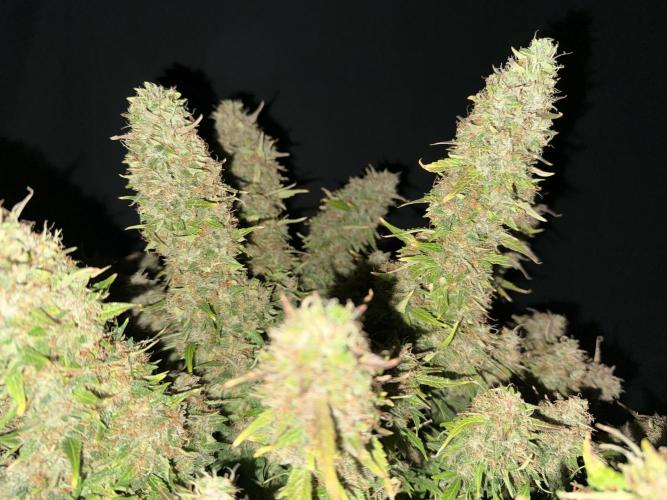 Original Big Bud. Week 15 - Day 100