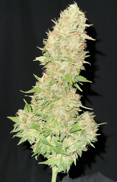 Original Big Bud. Week 15 - Day 100