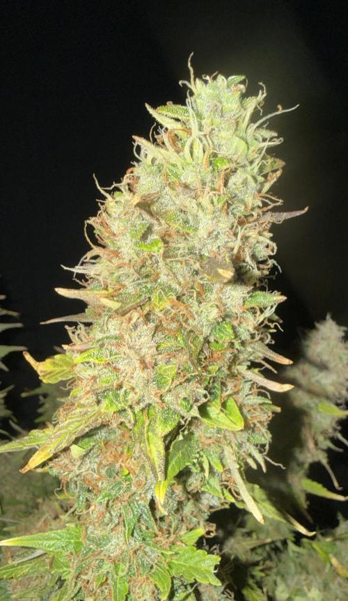 Original Big Bud. Week 15 - Day 100