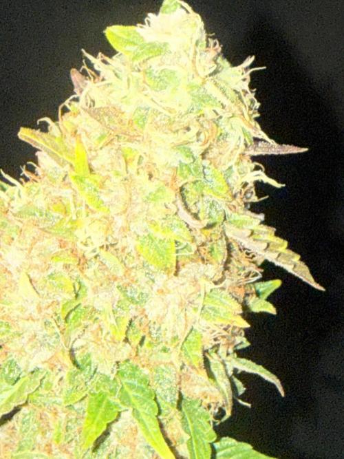 Original Big Bud. Week 15 - Day 100