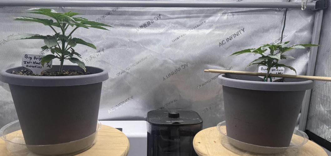 Dirty Unicorn. Week 3 - Day 17