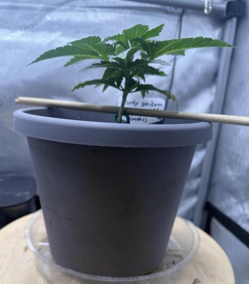 Dirty Unicorn. Week 3 - Day 17