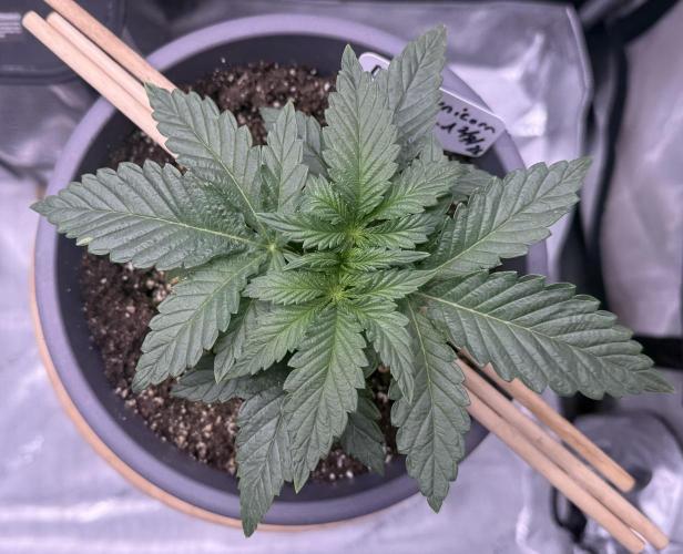 Dirty Unicorn. Week 3 - Day 17