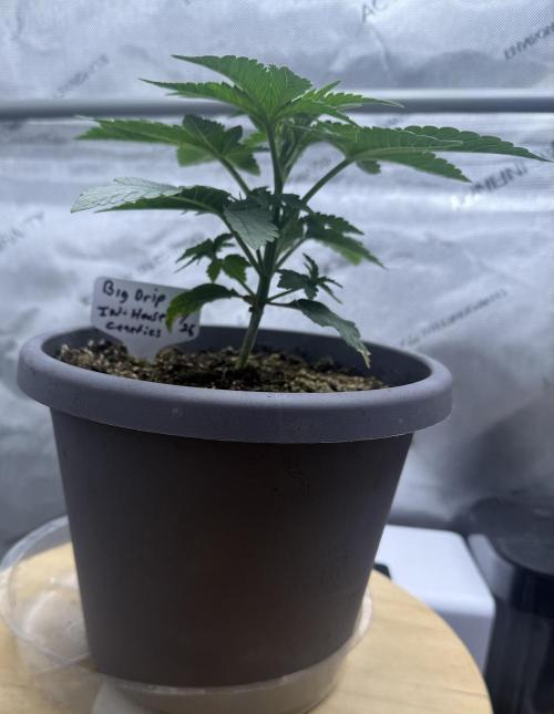 Big Drip. Week 3 - Day 17
