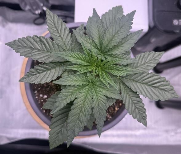 Big Drip. Week 3 - Day 17