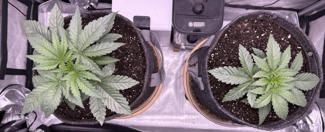 Big Drip. Week 3 - Day 19