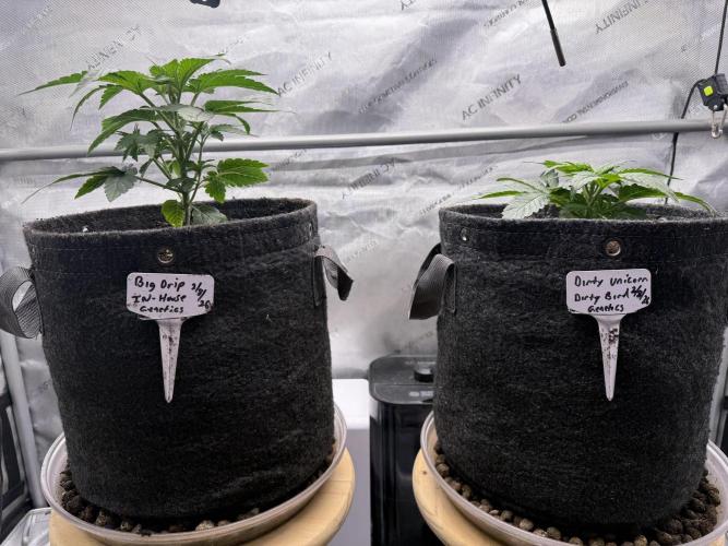 Dirty Unicorn. Week 3 - Day 19