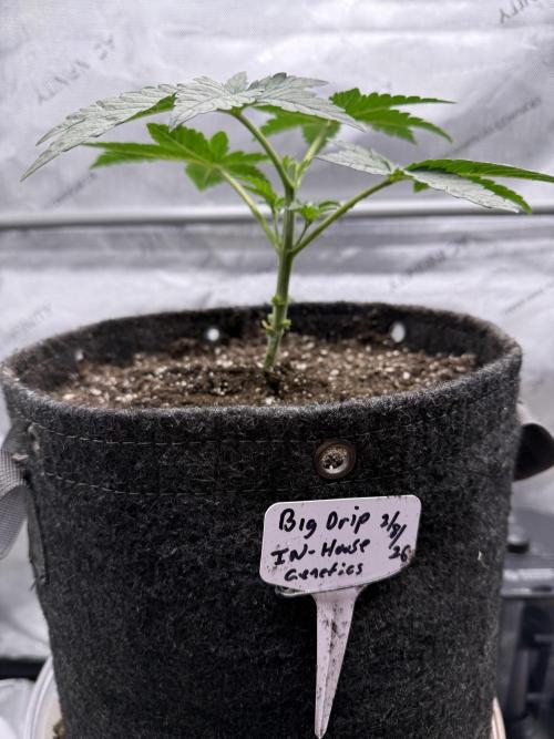 Big Drip. Week 3 - Day 20