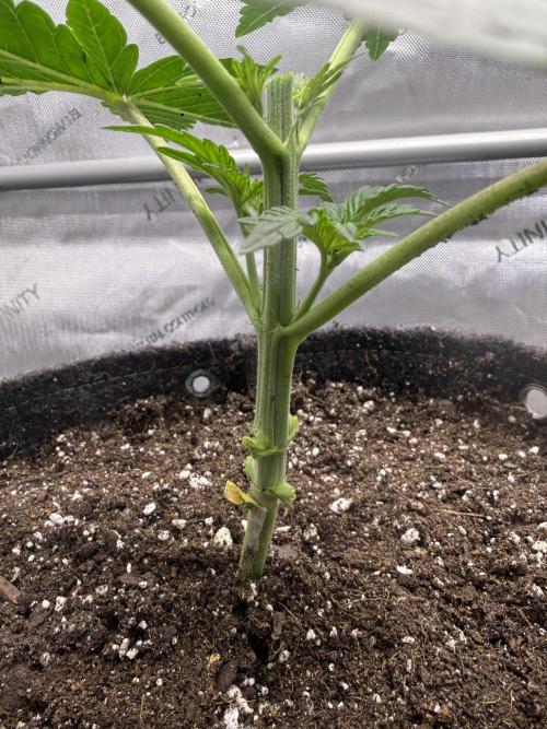 Big Drip. Week 3 - Day 20