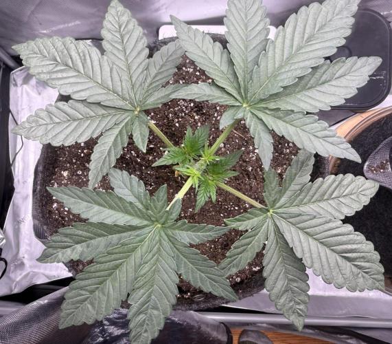 Big Drip. Week 3 - Day 20