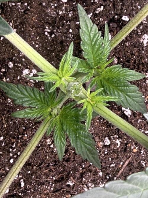 Big Drip. Week 3 - Day 20