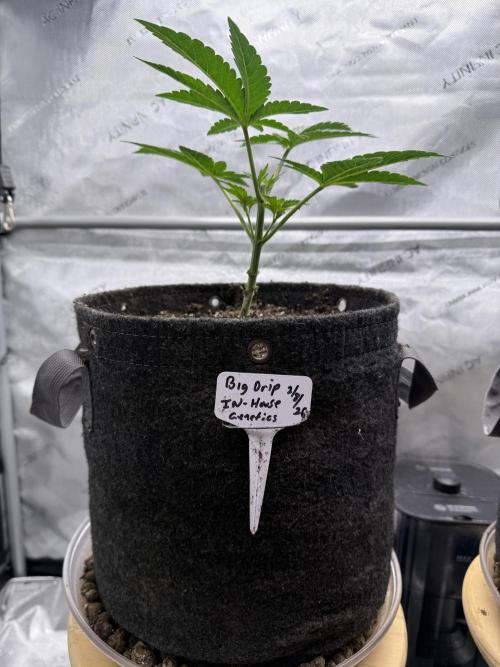 Big Drip. Week 3 - Day 21