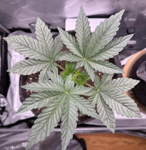 Big Drip. Week 3 - Day 21