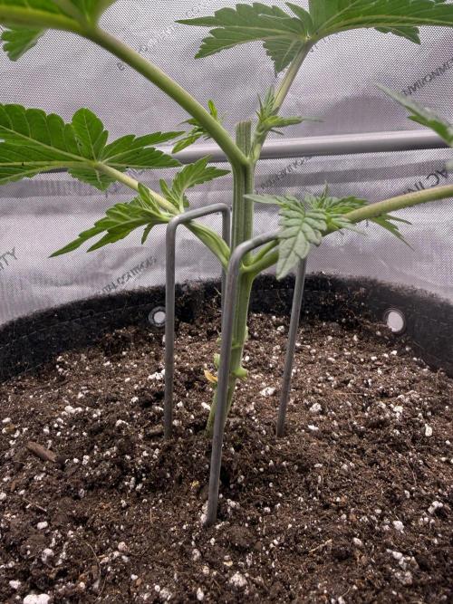 Big Drip. Week 3 - Day 21