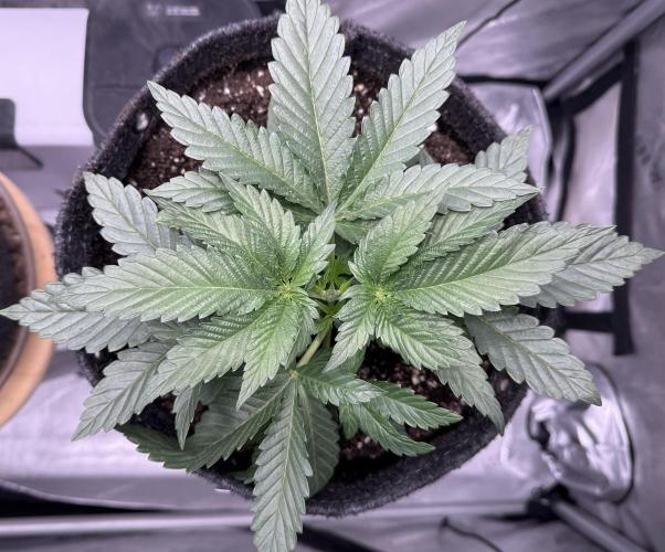 Dirty Unicorn. Week 4 - Day 23