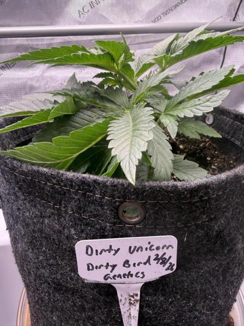 Dirty Unicorn. Week 4 - Day 23