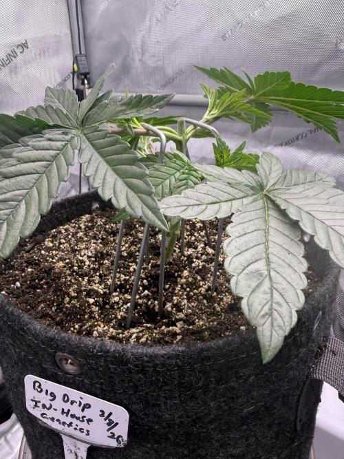Big Drip. Week 4 - Day 23