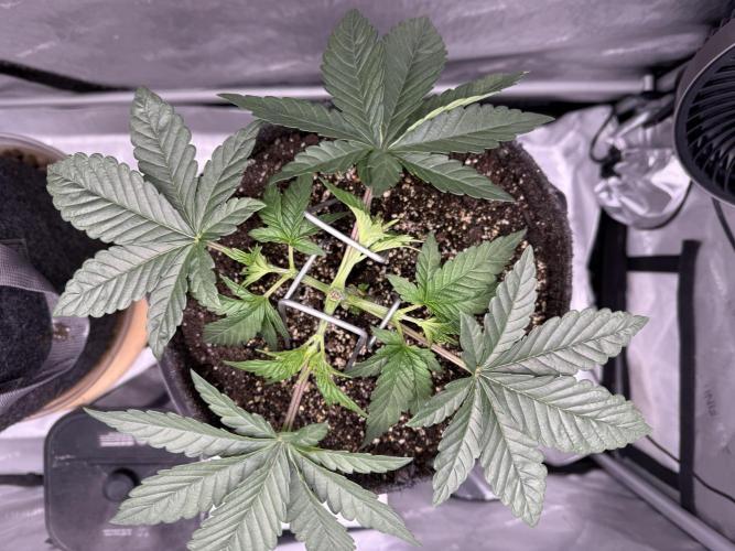 Big Drip. Week 4 - Day 23