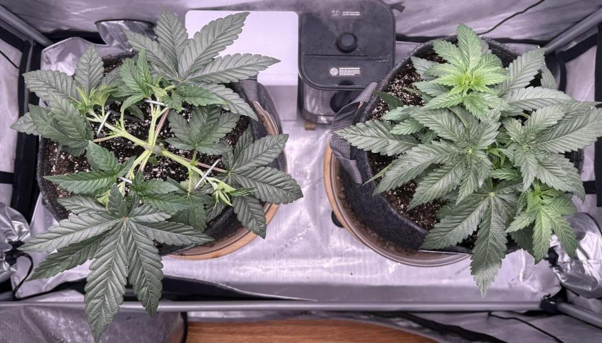 Dirty Unicorn. Week 4 - Day 26