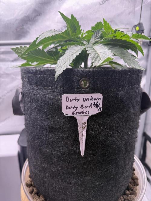 Dirty Unicorn. Week 4 - Day 26