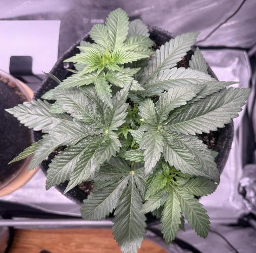 Dirty Unicorn. Week 4 - Day 26